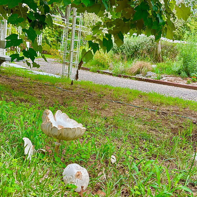 naokoさんの部屋