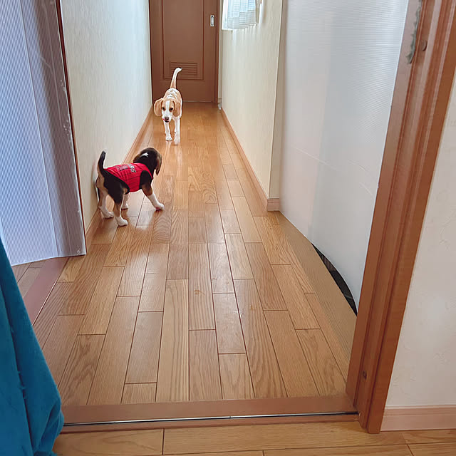 prelumoさんの部屋