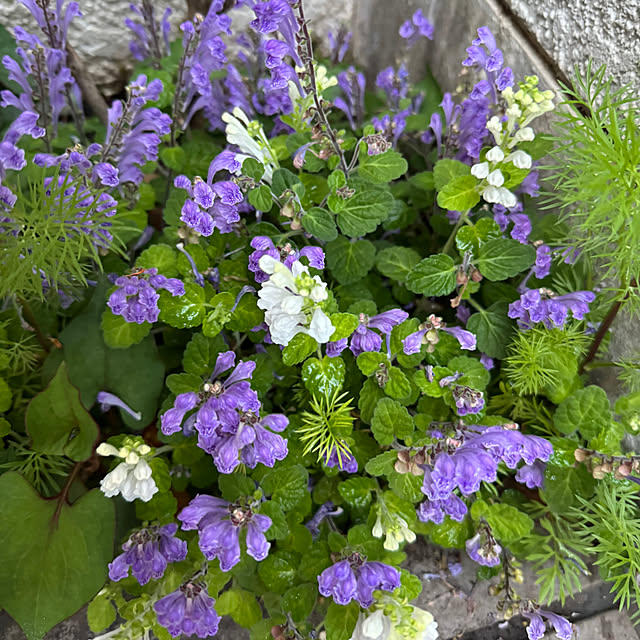 mamizaさんの実例写真