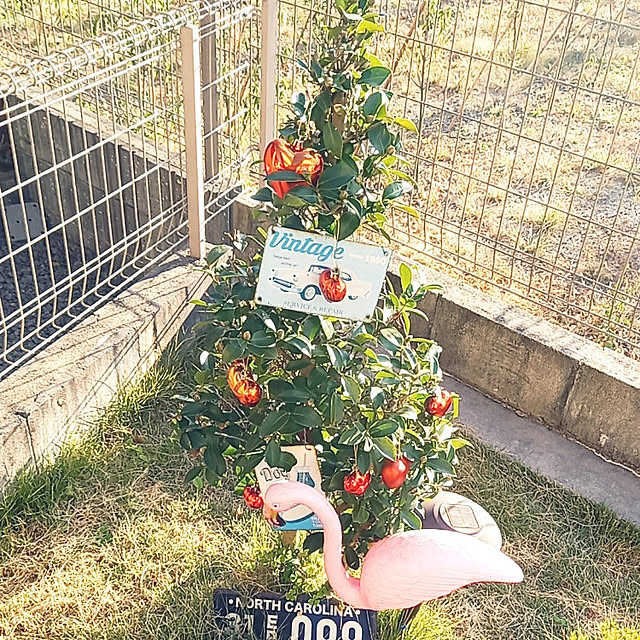 shiiitanさんの実例写真