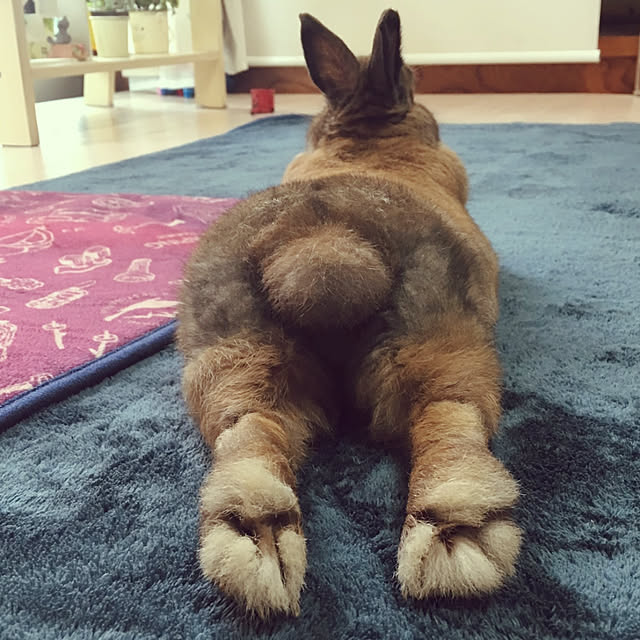 usakichiさんの実例写真