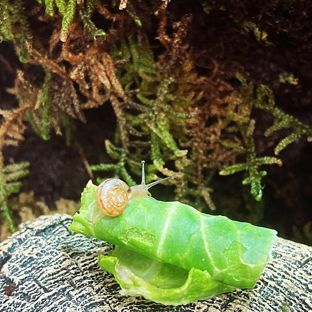 melodyさんの実例写真