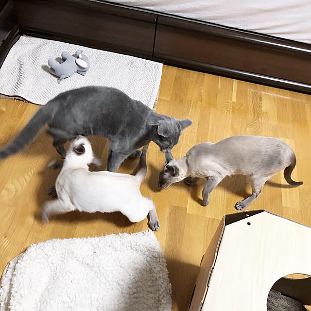 mujinekoさんの実例写真