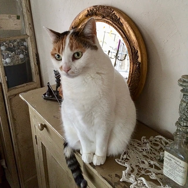petitlapineさんの実例写真