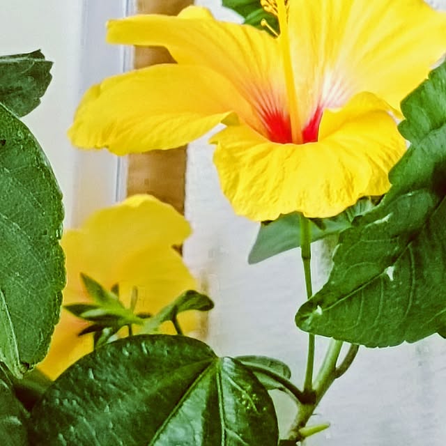 hanachanさんの部屋