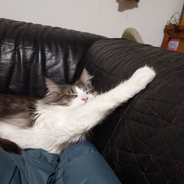 shinobuさんの実例写真