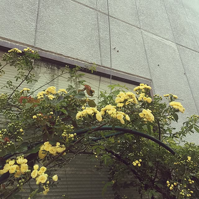 greenroseさんの実例写真