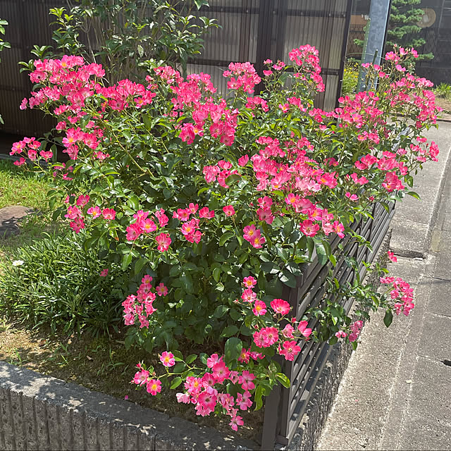 kakoさんの実例写真