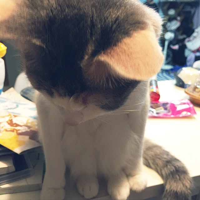 実例写真