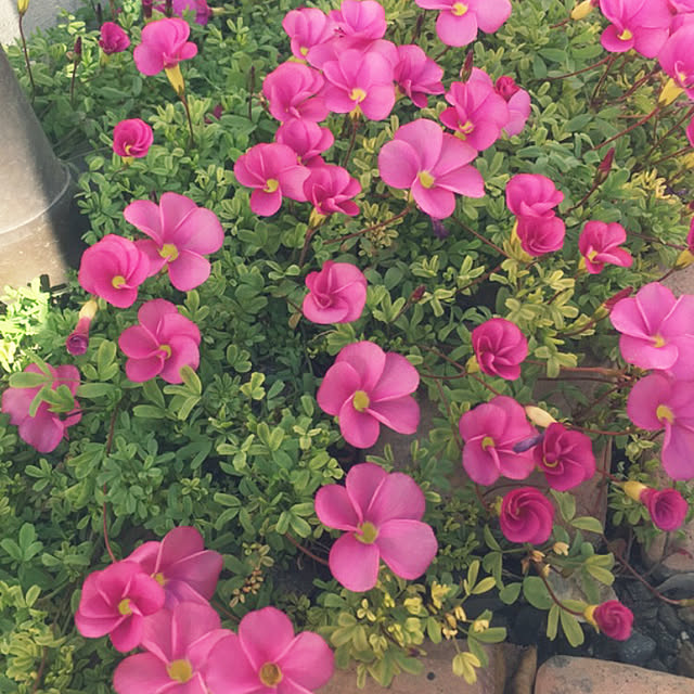 miporinさんの実例写真