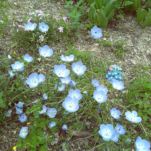 sumomoさんの実例写真