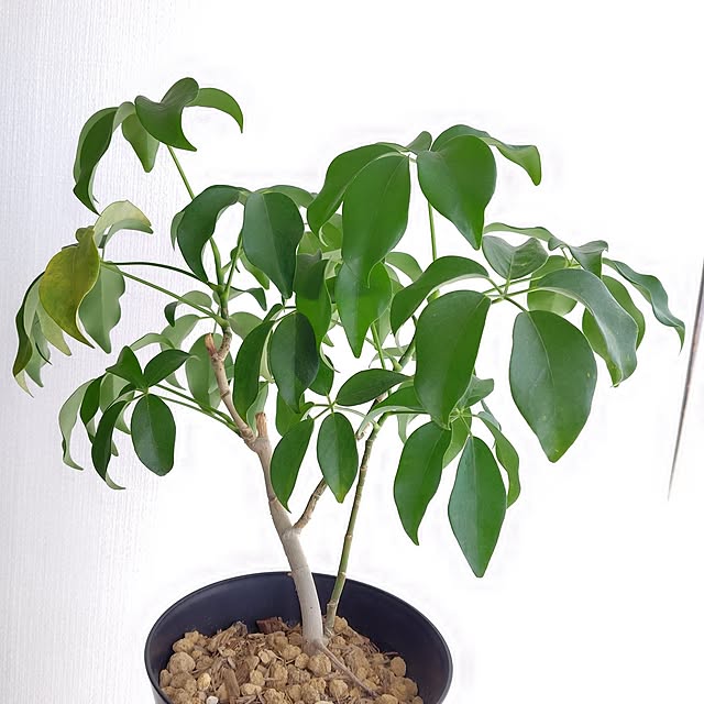 akichiさんの部屋