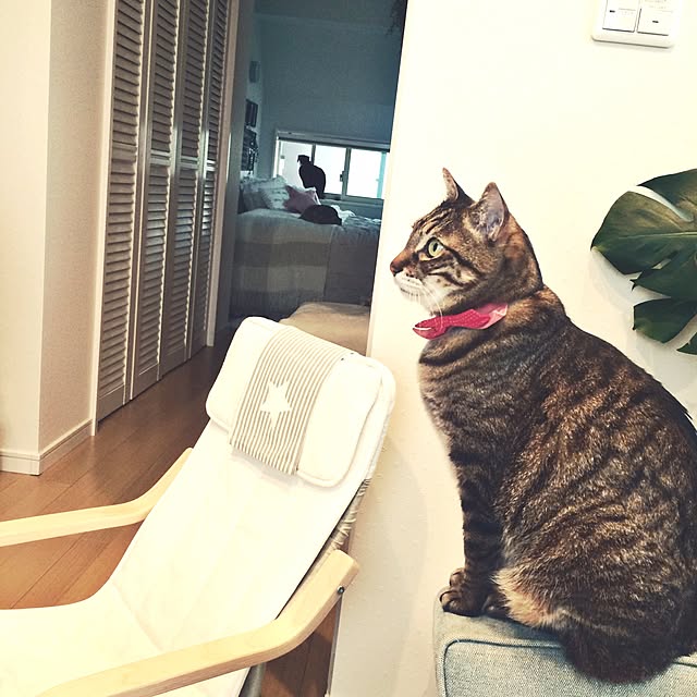 lovecatさんの実例写真