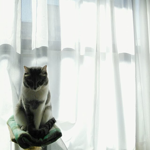 lovepandaさんの実例写真