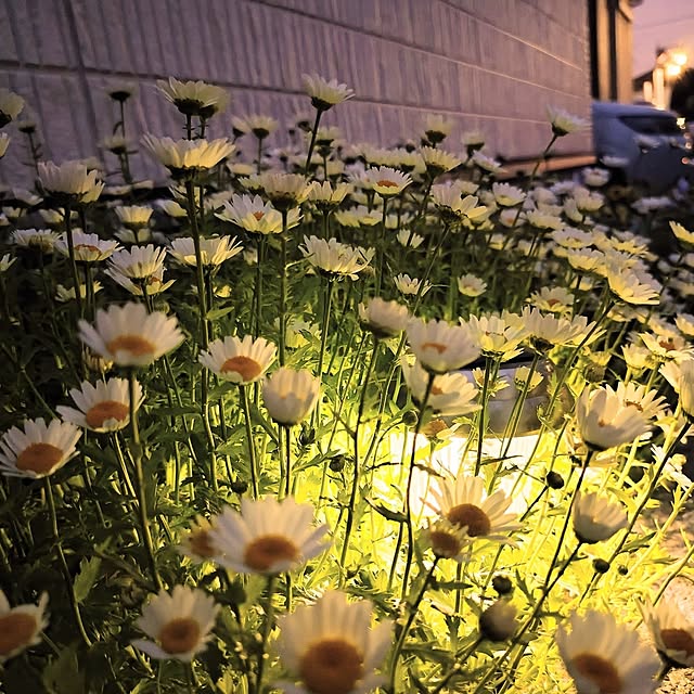 coconathuさんの実例写真