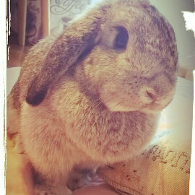 mogu0418さんの実例写真