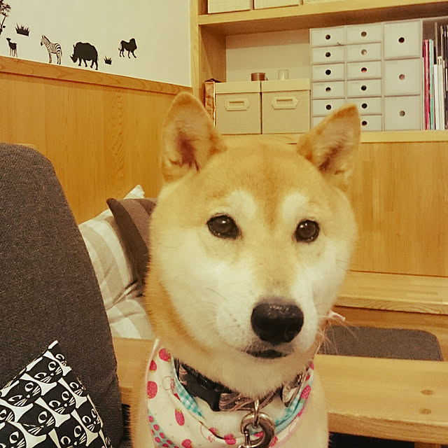 wakaba223さんの実例写真