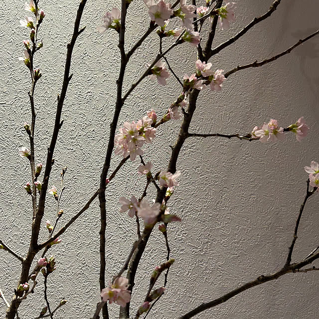 charo_homeさんの部屋