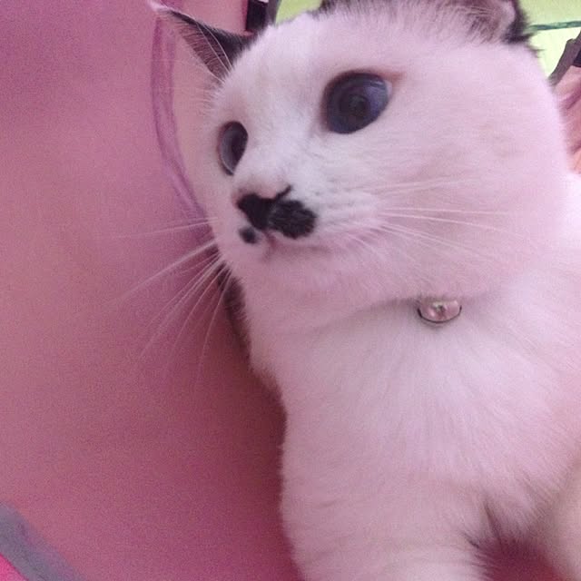 aya718さんの実例写真