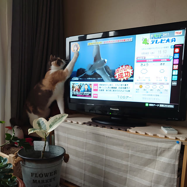 fukuさんの実例写真