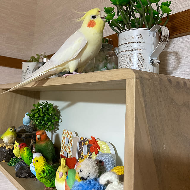 toratanさんの実例写真