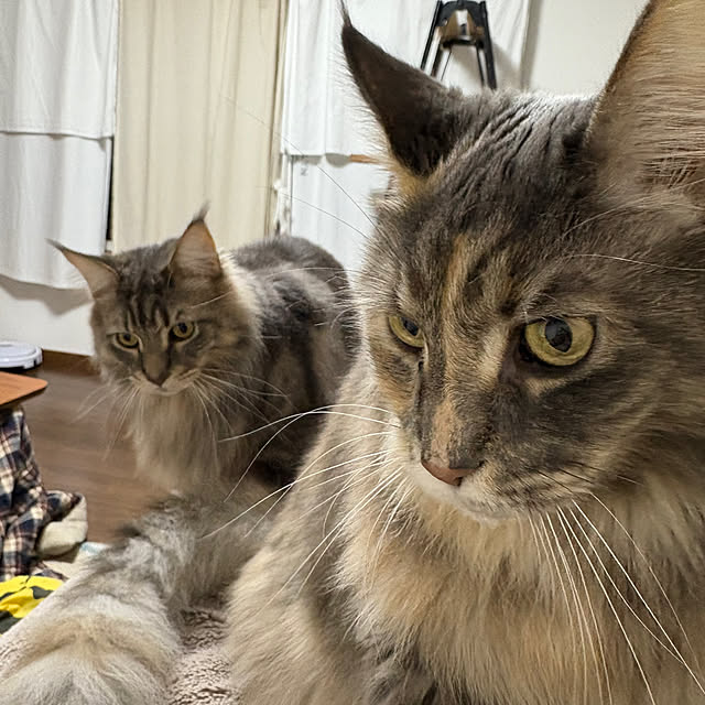 mayumiさんの部屋