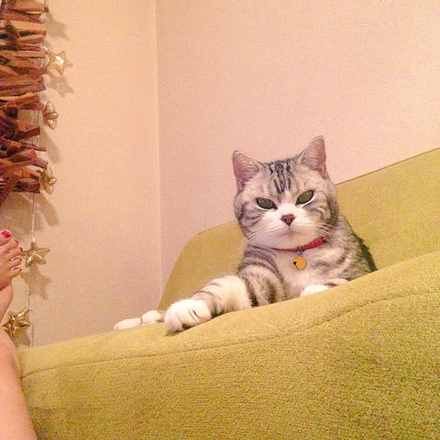 実例写真