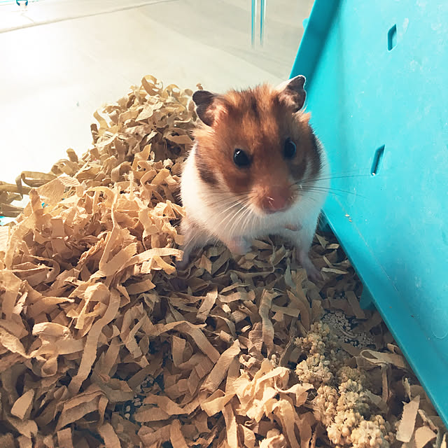 ohanaさんの実例写真