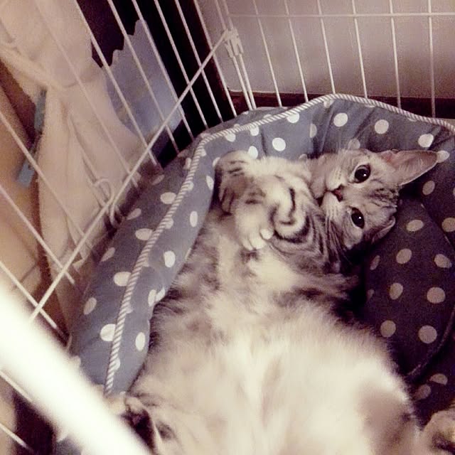 kumingさんの実例写真
