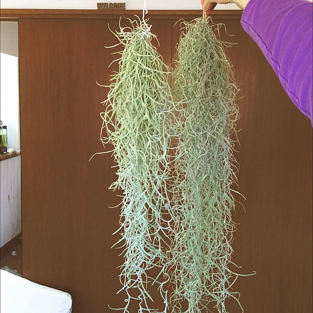 L.さんの実例写真
