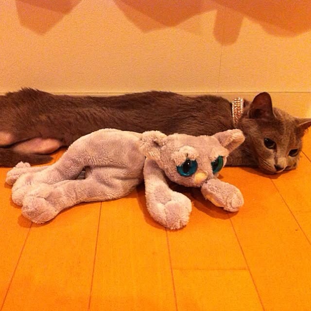 nekochanさんの実例写真