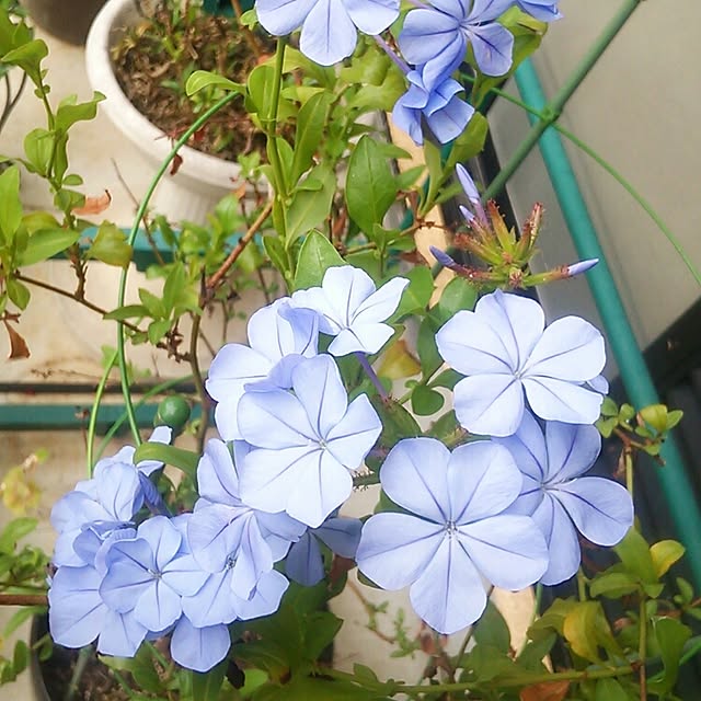 Tomopさんの実例写真