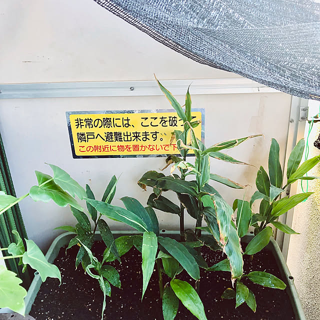 hanachanさんの実例写真