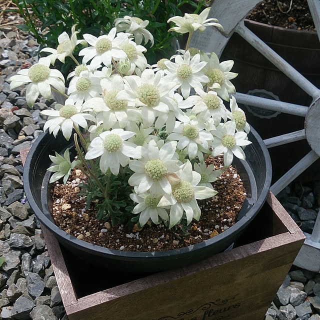 yellowflowerさんの実例写真