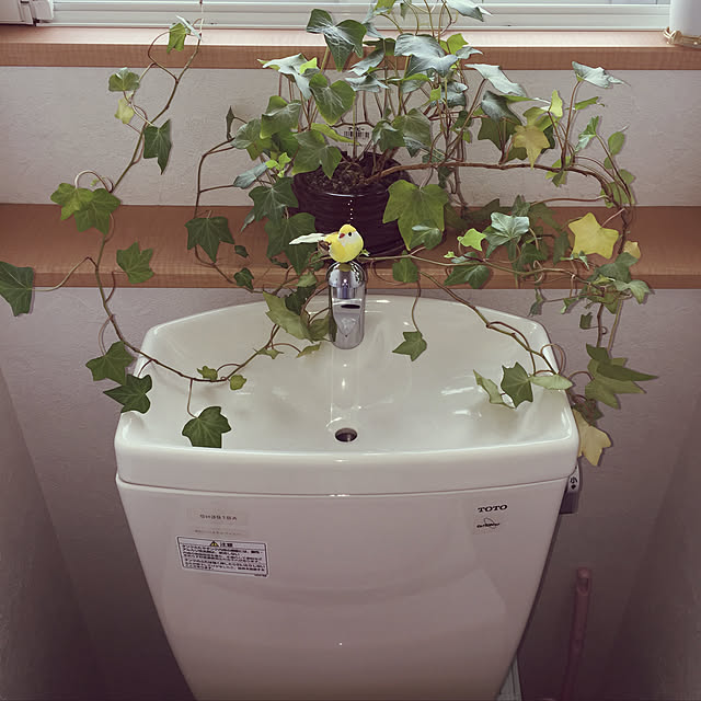 一人暮らし/観葉植物/100均/セリア/ダイソー...などのインテリア実例 - 2019-09-22 16:43:00