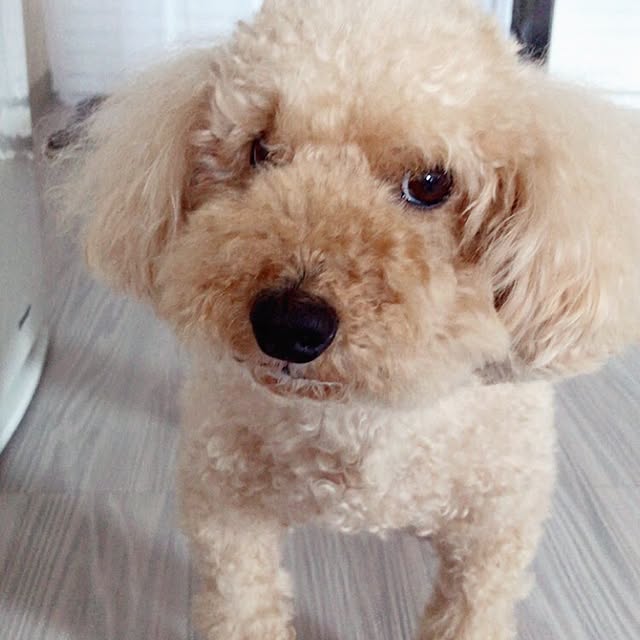 milk_cocoaさんの実例写真
