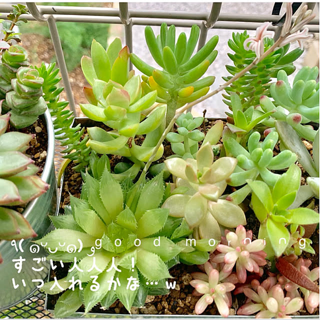 mo-nosukeさんの実例写真