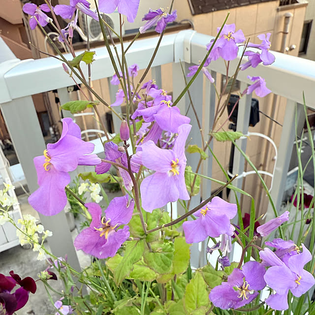 ChitoseImanishiさんの部屋