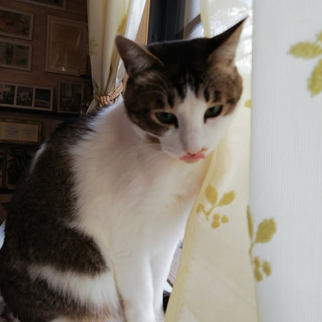 Tomopさんの実例写真