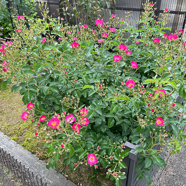kakoさんの実例写真