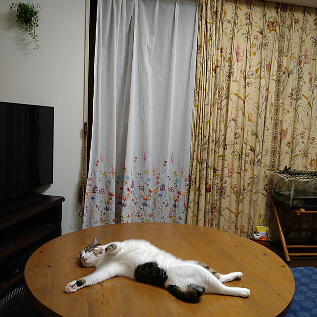 okyosan101さんの実例写真