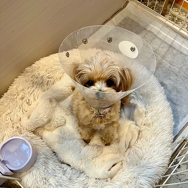 chobisukeさんの部屋