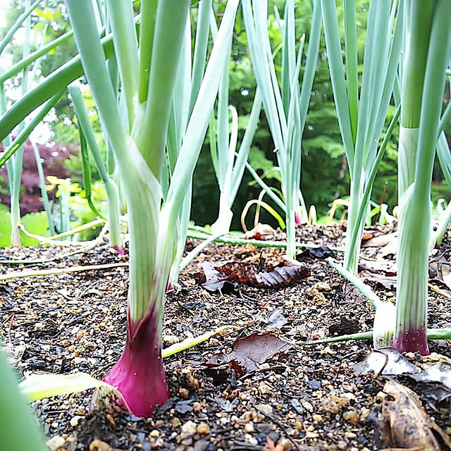 植物が好き/グリーン/一人暮らし/日常/日記...などのインテリア実例 - 2021-06-08 18:02:26