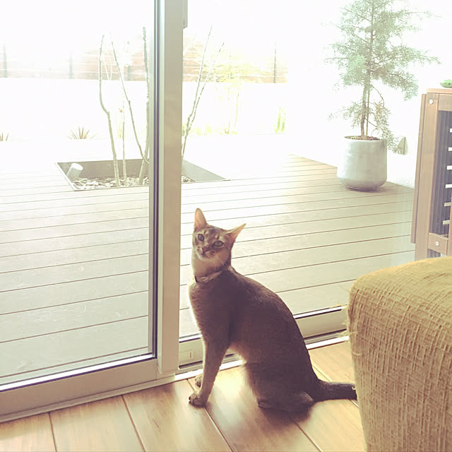 sakineko528さんの実例写真