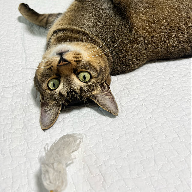 surfさんの実例写真