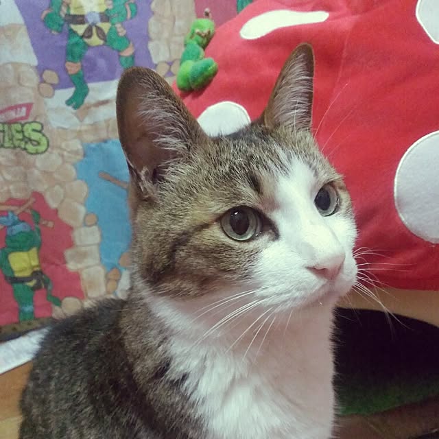 catpartyさんの実例写真