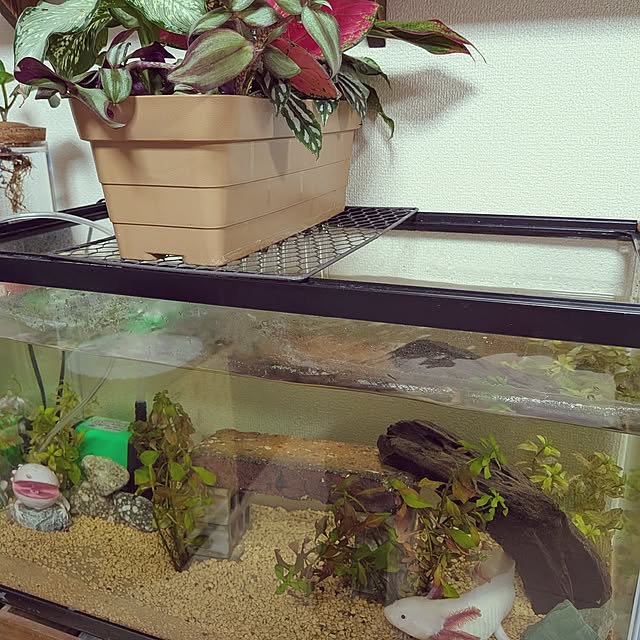 umeboshicyanさんの実例写真