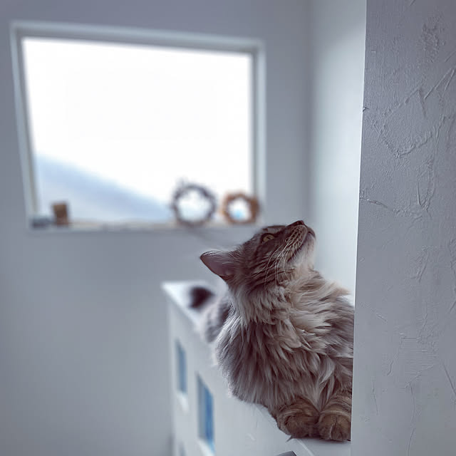 mayumiさんの実例写真