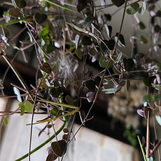 koyutan-mjmさんの実例写真