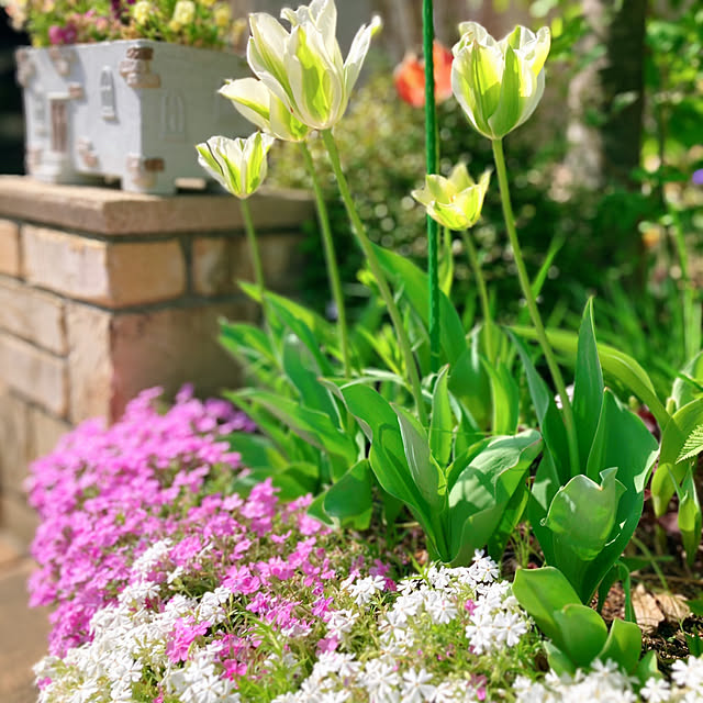 玄関/入り口/芝桜/お花のある暮らし/お庭のある暮らし/チューリップ...などのインテリア実例 - 2024-04-16 09:29:16